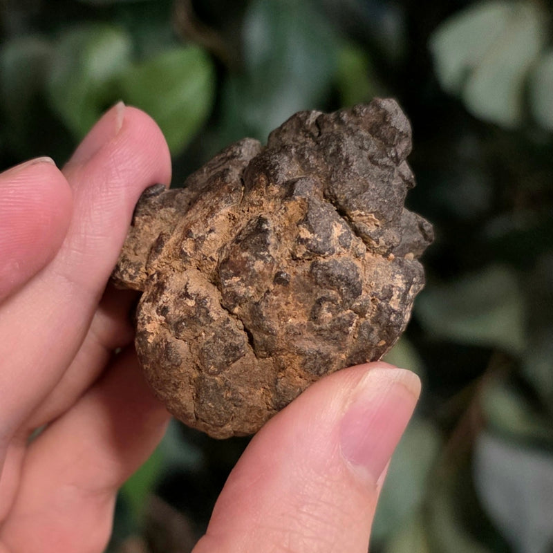 NWA Meteorite, On Stand G (53g)