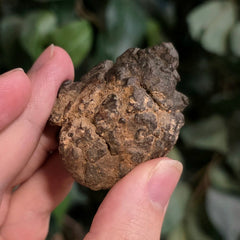 NWA Meteorite, On Stand G (53g)