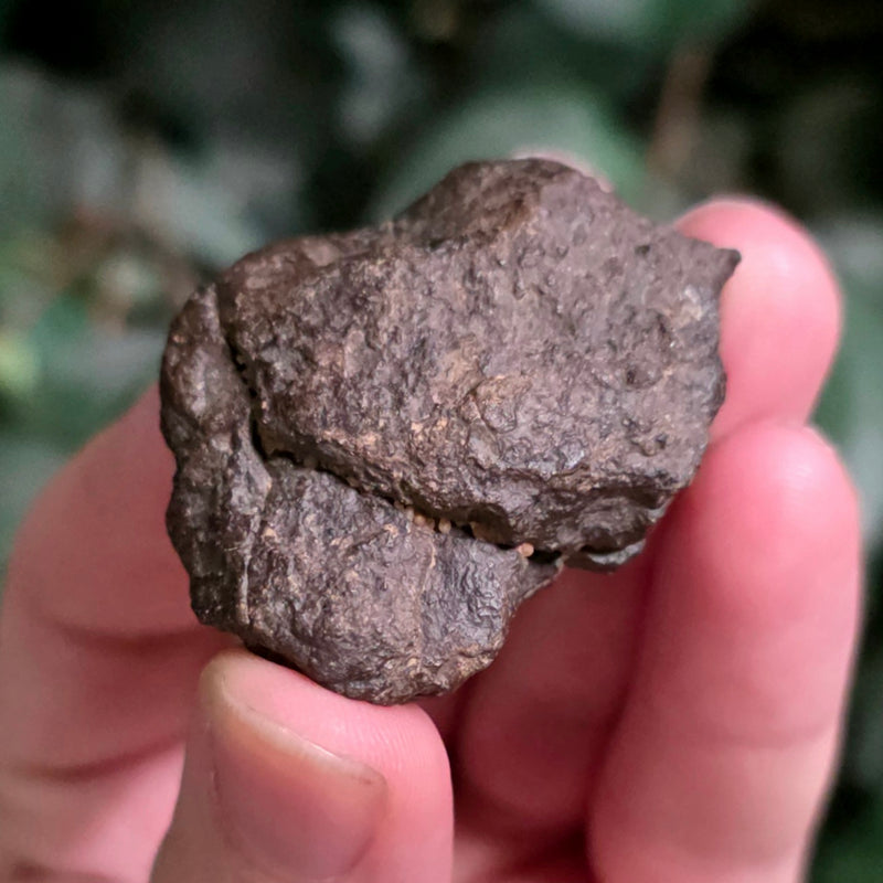 NWA Meteorite, On Stand H (32g)