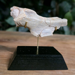 Nimravus Sabertooth Hip Bone A, On Stand