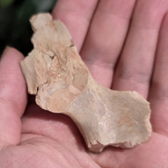 Nimravus Sabertooth Hip Bone A, On Stand