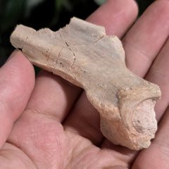 Nimravus Sabertooth Hip Bone A, On Stand