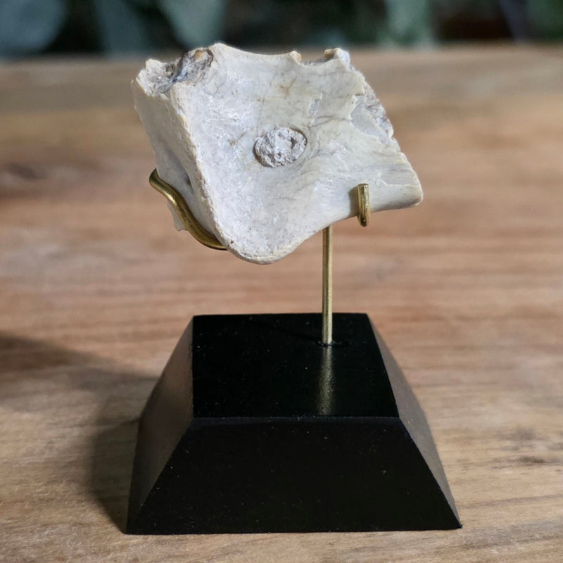 Nimravus Sabertooth Jaw Bone A, On Stand