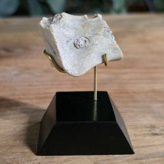 Nimravus Sabertooth Jaw Bone A, On Stand