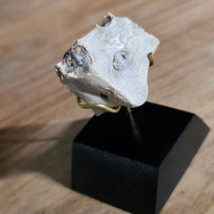 Nimravus Sabertooth Jaw Bone A, On Stand