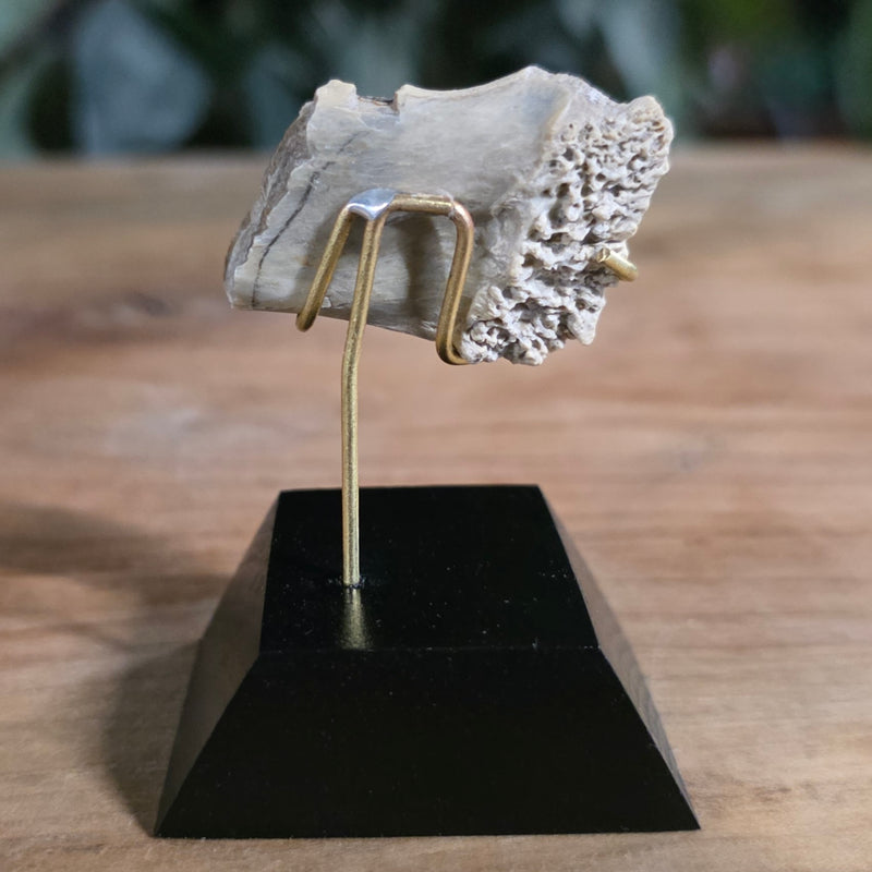 Nimravus Sabertooth Jaw Bone A, On Stand