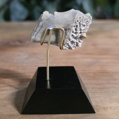 Nimravus Sabertooth Jaw Bone A, On Stand