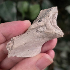 Nimravus Sabertooth Hip Bone B, On Stand