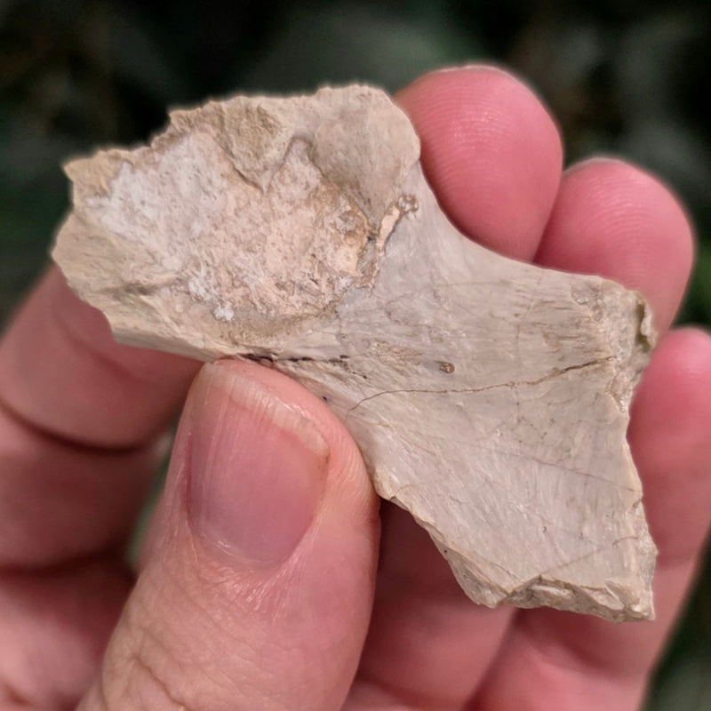 Nimravus Sabertooth Hip Bone B, On Stand