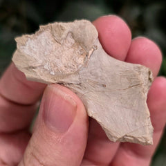 Nimravus Sabertooth Hip Bone B, On Stand