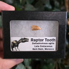Raptor Dinosaur Tooth B (Morocco)