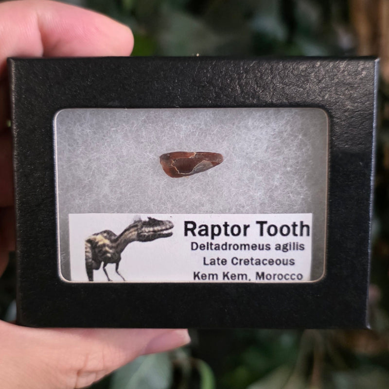 Raptor Dinosaur Tooth E (Morocco)