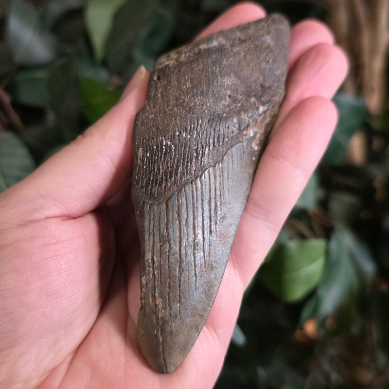 Megalodon Tooth J (4.75")