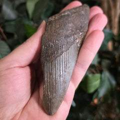 Megalodon Tooth J (4.75