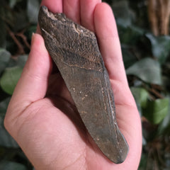 Megalodon Tooth J (4.75