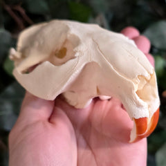 Beaver Skull A (No Jaw)