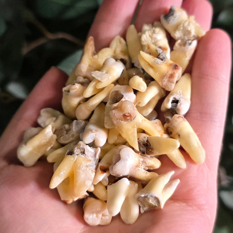 Human Teeth, B-Grade (Cavities)