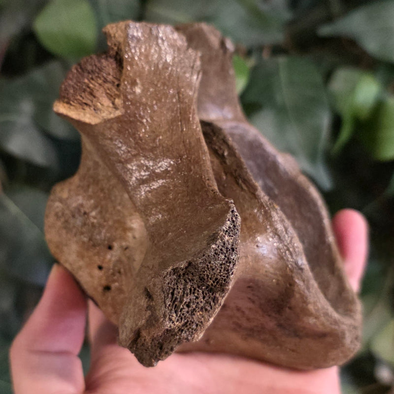 Woolly Rhino Vertebrae D