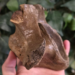 Woolly Rhino Vertebrae D