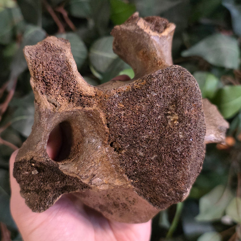 Woolly Rhino Vertebrae D