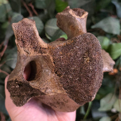 Woolly Rhino Vertebrae D