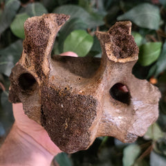 Woolly Rhino Vertebrae D