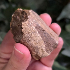 Dinosaur Rib Bone Fragment A
