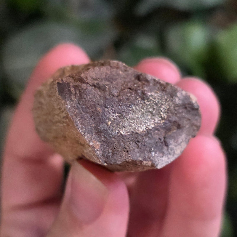 Dinosaur Rib Bone Fragment A