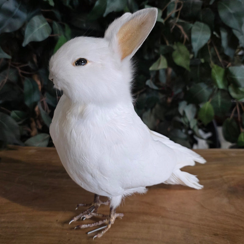Birdbun Taxidermy (Bunny x Pigeon)