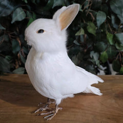 Birdbun Taxidermy (Bunny x Pigeon)