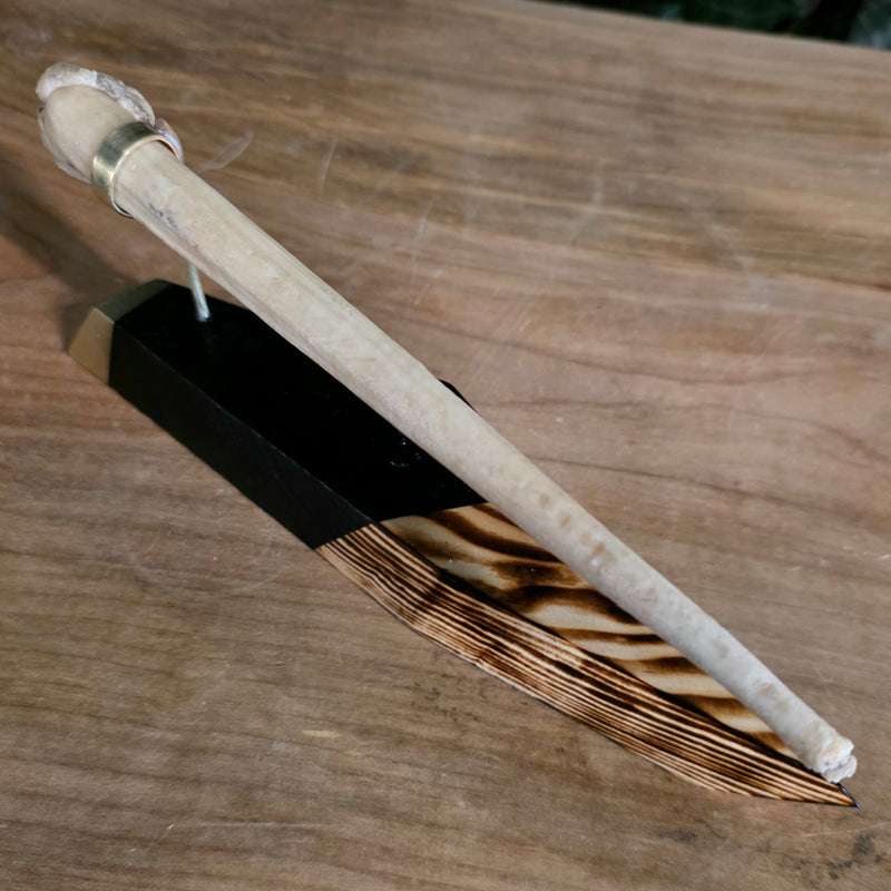 Narwhal Tusk, A (Unerupted)