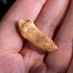 Cavebear Incisor Tooth A (On Stand)