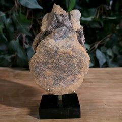 Dinosaur Tail Vertebrae K (Ex-Museum)