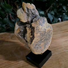 Dinosaur Tail Vertebrae K (Ex-Museum)