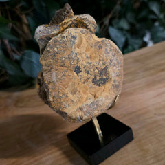 Dinosaur Tail Vertebrae K (Ex-Museum)