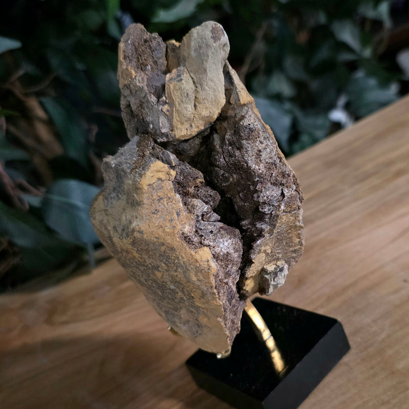 Dinosaur Tail Vertebrae K (Ex-Museum)
