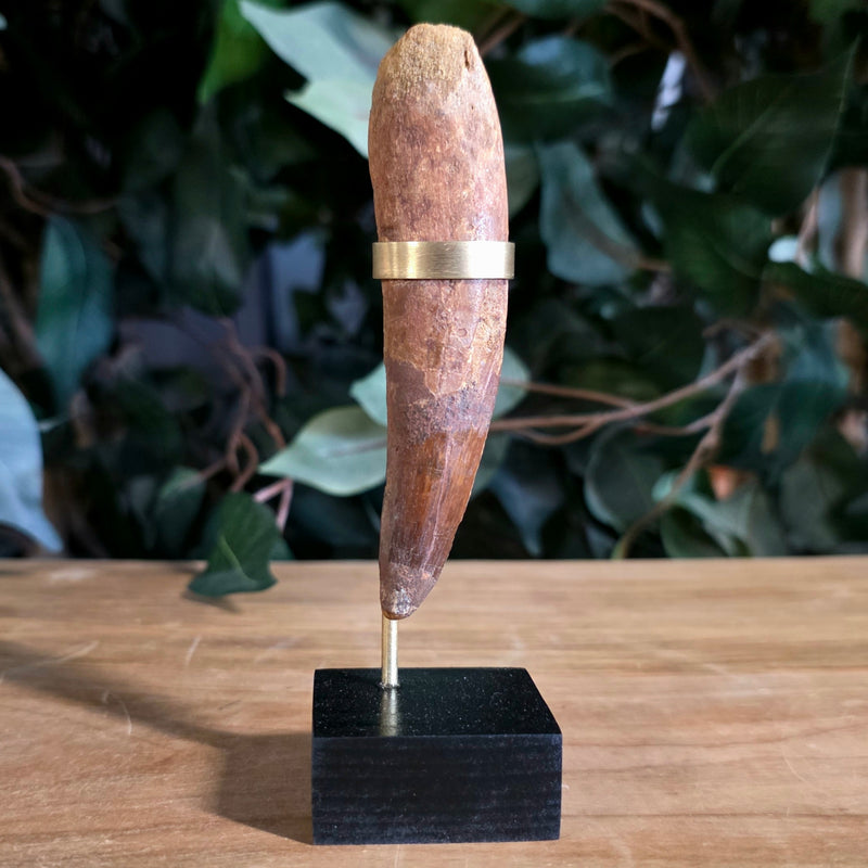 Spinosaurus Dinosaur Tooth XL, R (4")