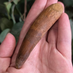 Spinosaurus Dinosaur Tooth XL, R (4