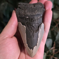 Megalodon Tooth C (4