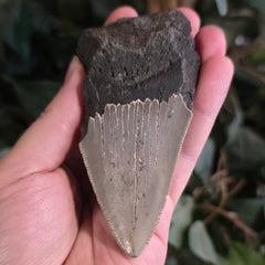 Megalodon Tooth C (4