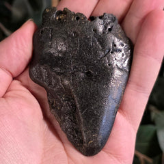 Megalodon Tooth D (3