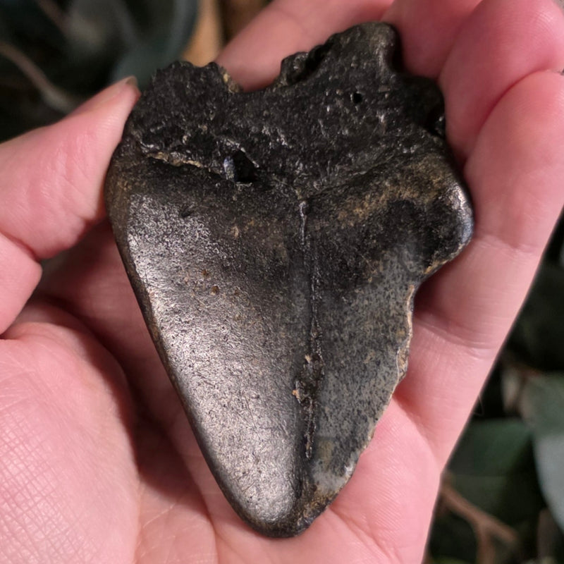 Megalodon Tooth D (3")