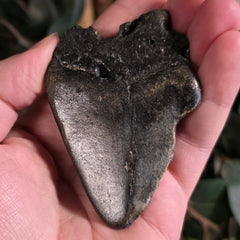 Megalodon Tooth D (3