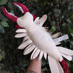 Anomalocaris 