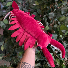 Anomalocaris 