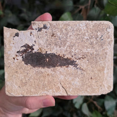Fossil Knightia Fish, L