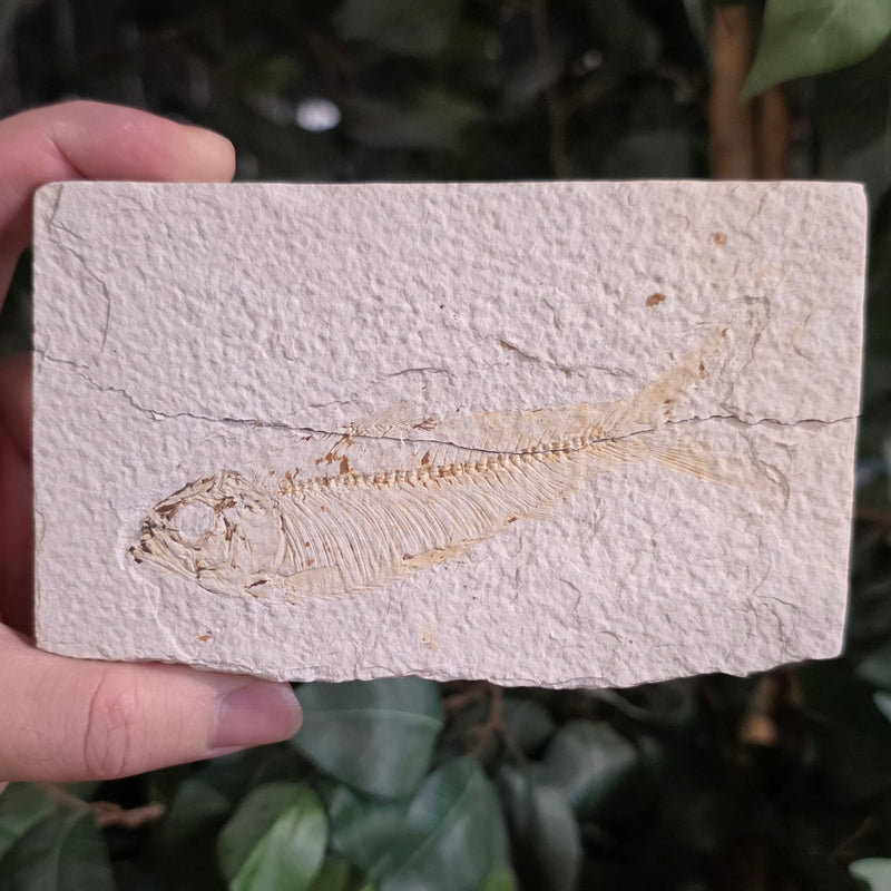 Fossil Knightia Fish, K