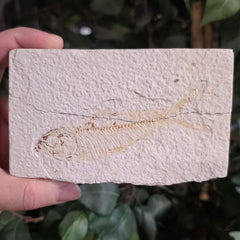 Fossil Knightia Fish, K