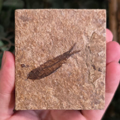 Fossil Knightia Fish, B
