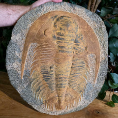 Trilobite Fossil XXL (Acadoparadoxides)